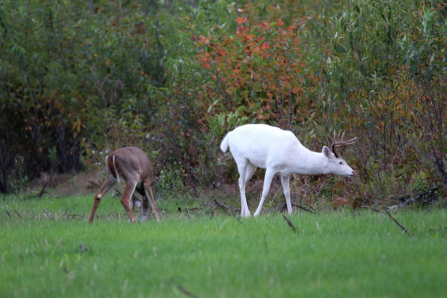 White Buck in Autumn #2 Photograph by Brook Burling