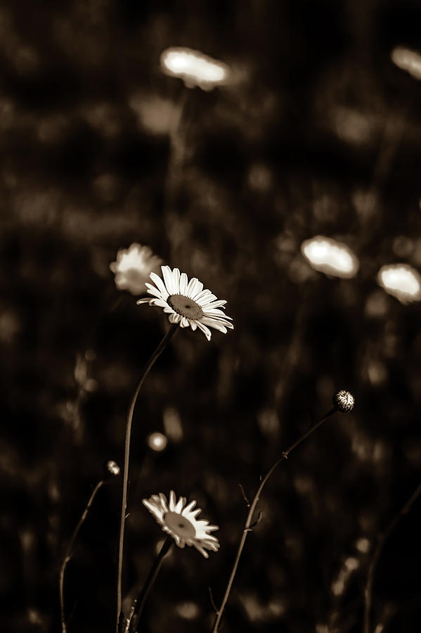 White chamomiles abstract on a meadow #2 Photograph by Alex Grichenko