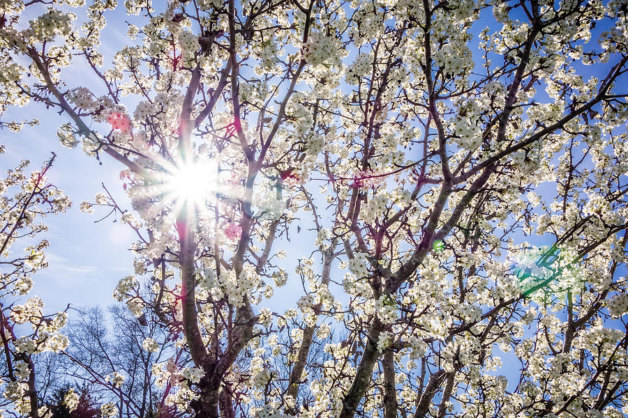 White Cherry Blossoms Blooming In Spring #2 Photograph by Alex Grichenko