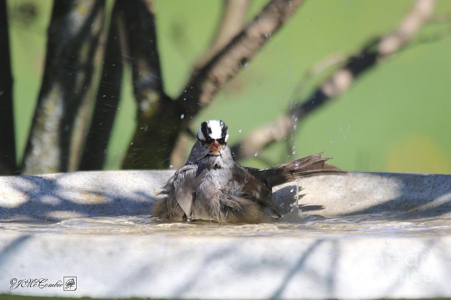 White-Crowned Sparrow Bathing #1 Photograph by J McCombie