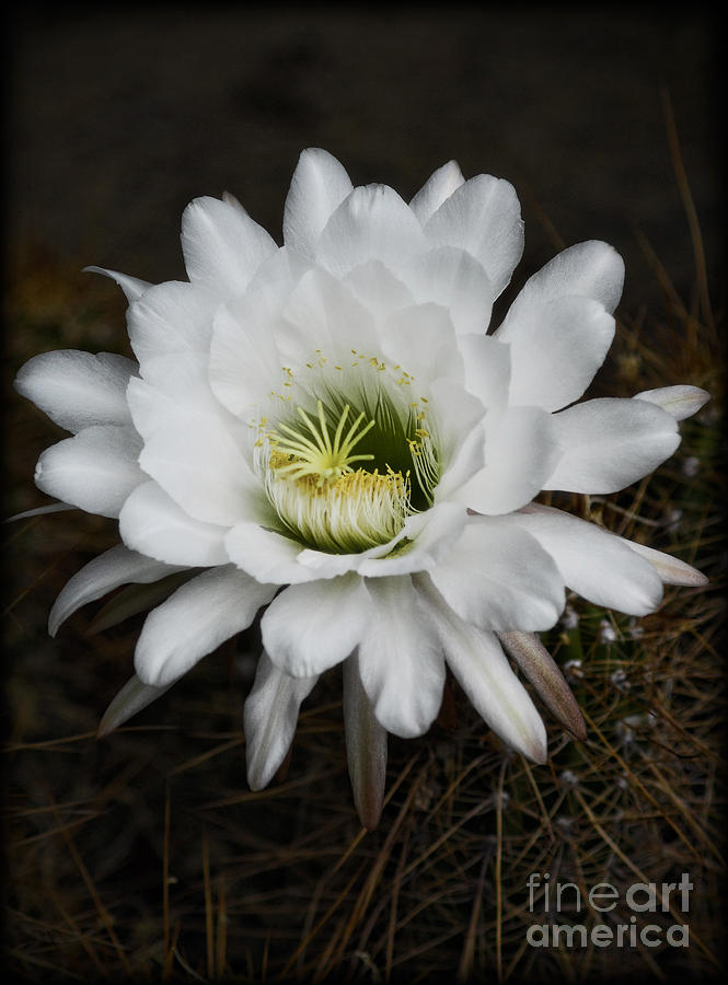 White Echinopsis   #2 Photograph by Saija Lehtonen