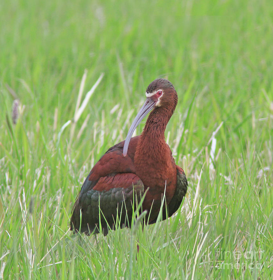 White-faced Ibis #2 Photograph by Gary Wing