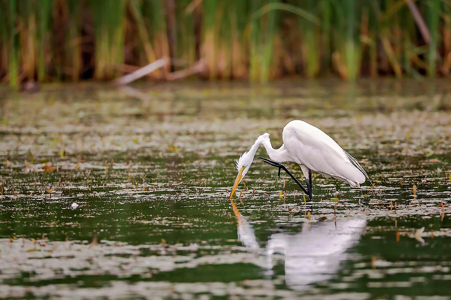 White, Great Egret #2 Photograph by Peter Lakomy