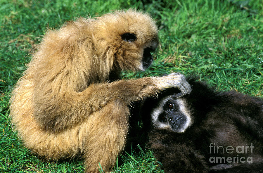 White-handed Gibbon Hylobates Lar #2 Photograph by Gerard Lacz