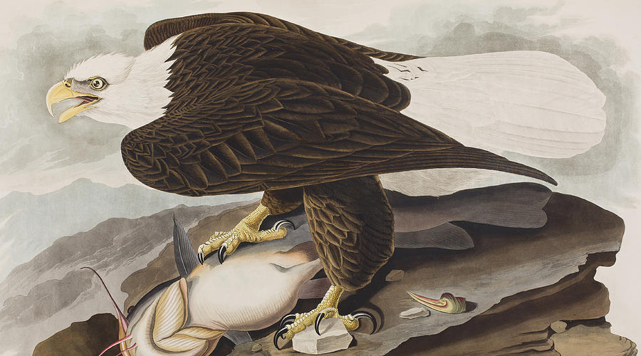 John James Audubon Painting - White-headed Eagle by John James Audubon
