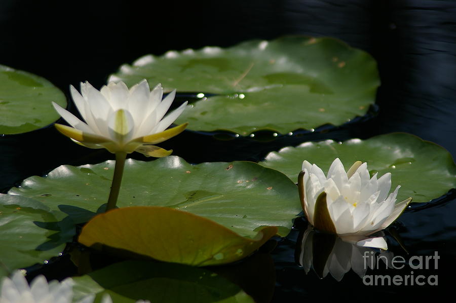 White Lotus Waterlilies #2 Photograph by Jackie Irwin