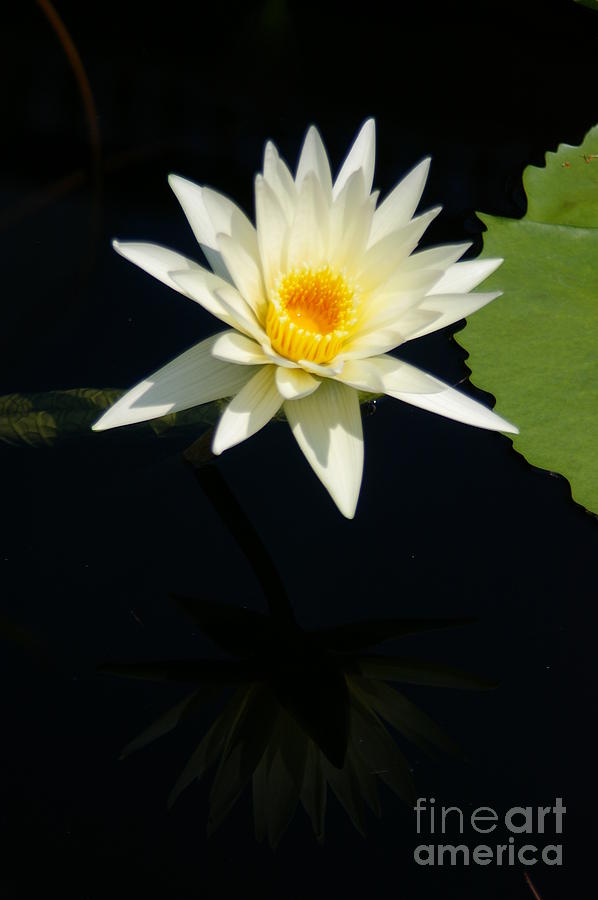 White Lotus Waterlily #2 Photograph by Jackie Irwin
