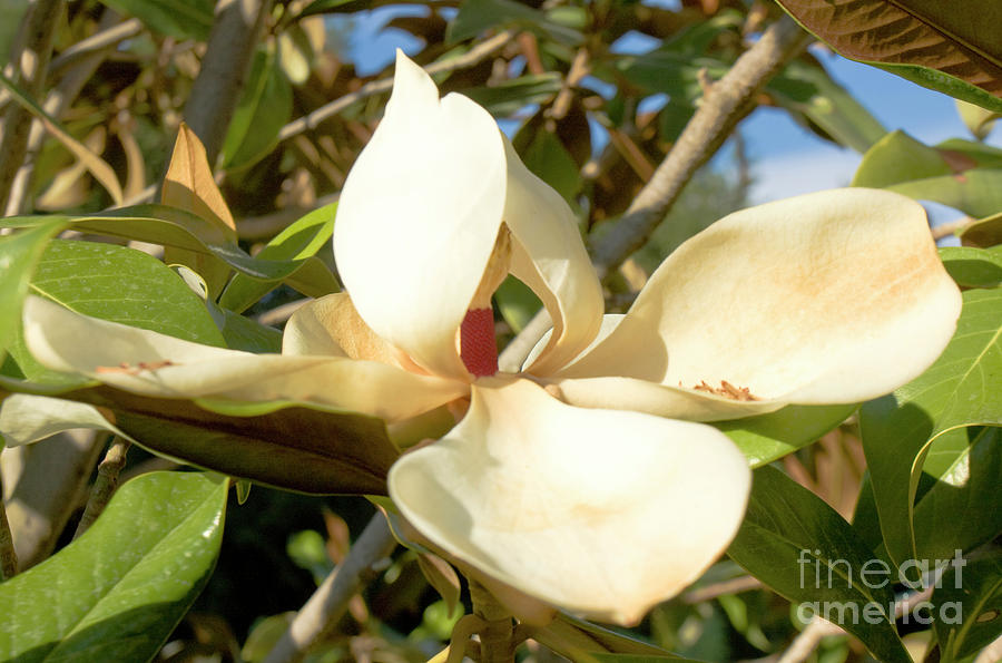 White magnolia #2 Photograph by Irina Afonskaya