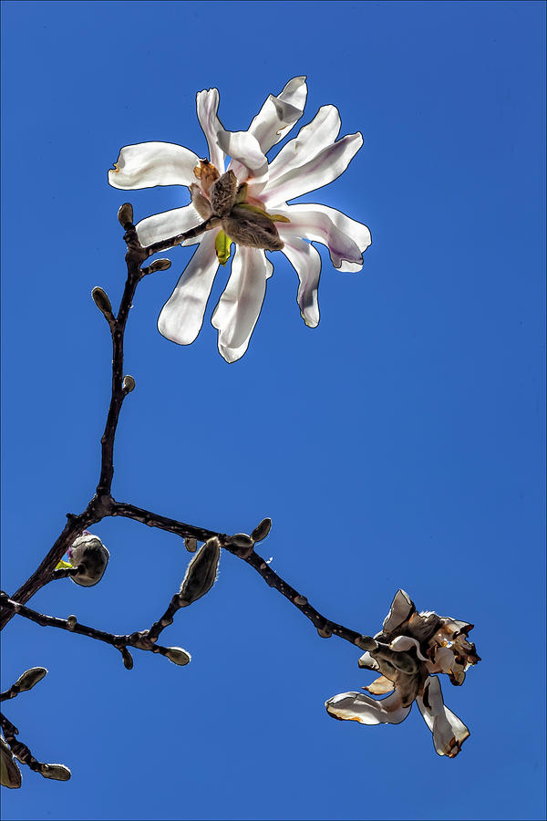 White Magnolia #2 Photograph by Robert Ullmann