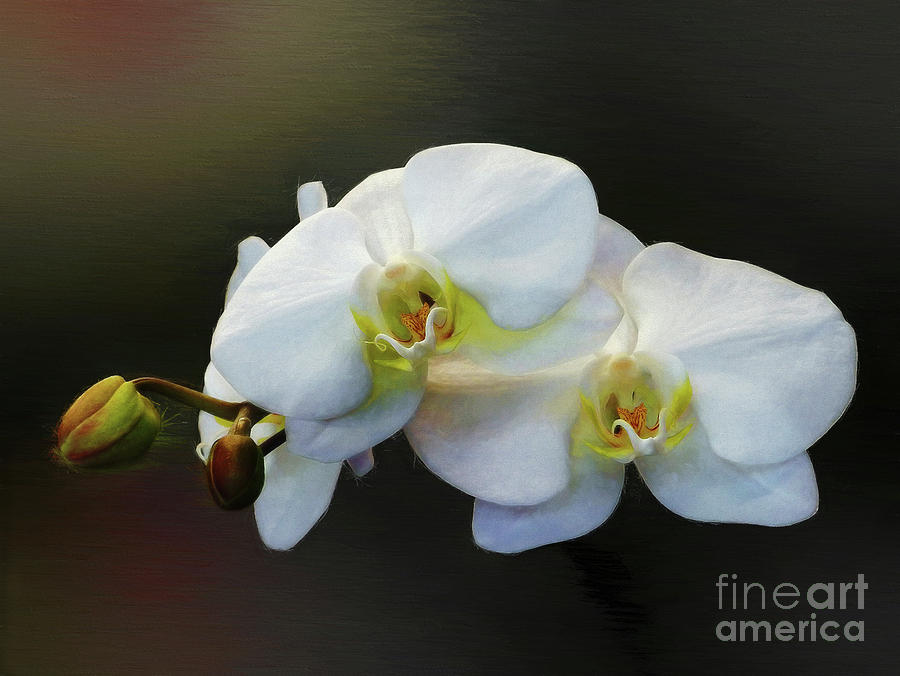 Flower Photograph - White Orchid - Doritaenopsis Orchid #1 by Kaye Menner