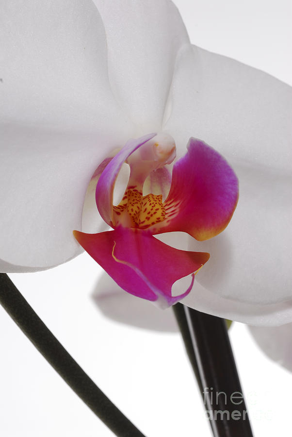 White Orchid #2 Photograph by Eran Turgeman