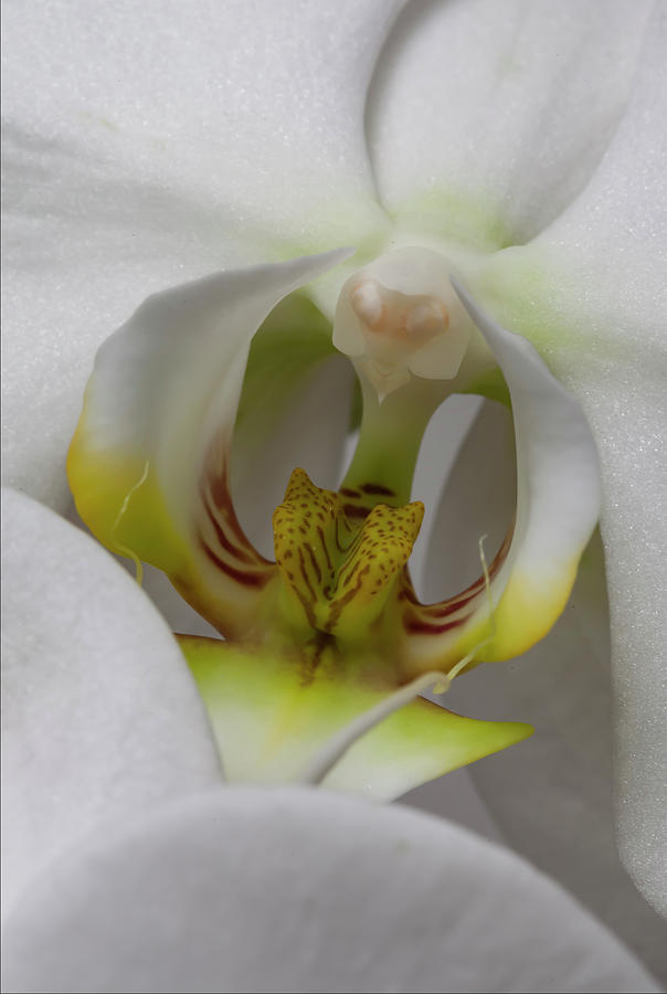 White Orchid #2 Photograph by Robert Ullmann