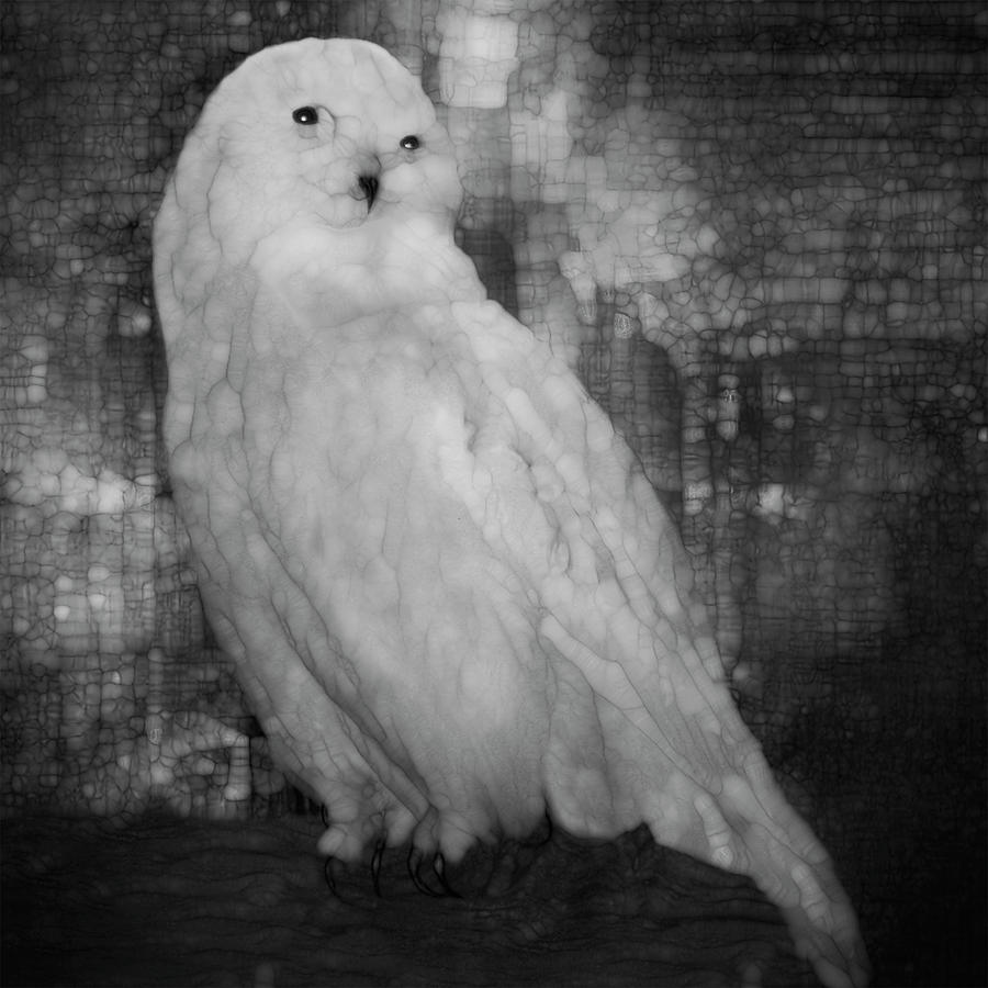 Owl Painting - White Owl #2 by Jack Zulli