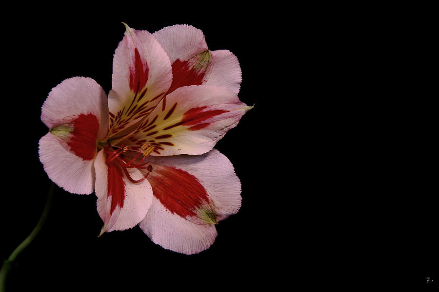White Peruvian Lily Photograph by Jason Blalock