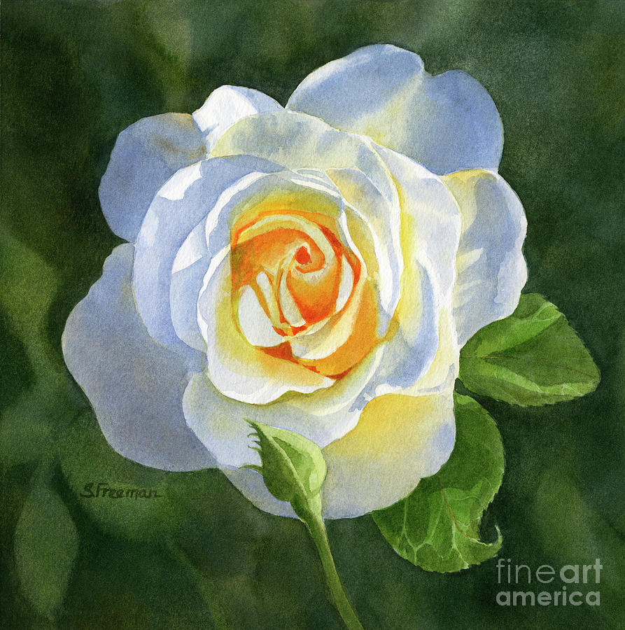 White Rose with Bud #1 Painting by Sharon Freeman