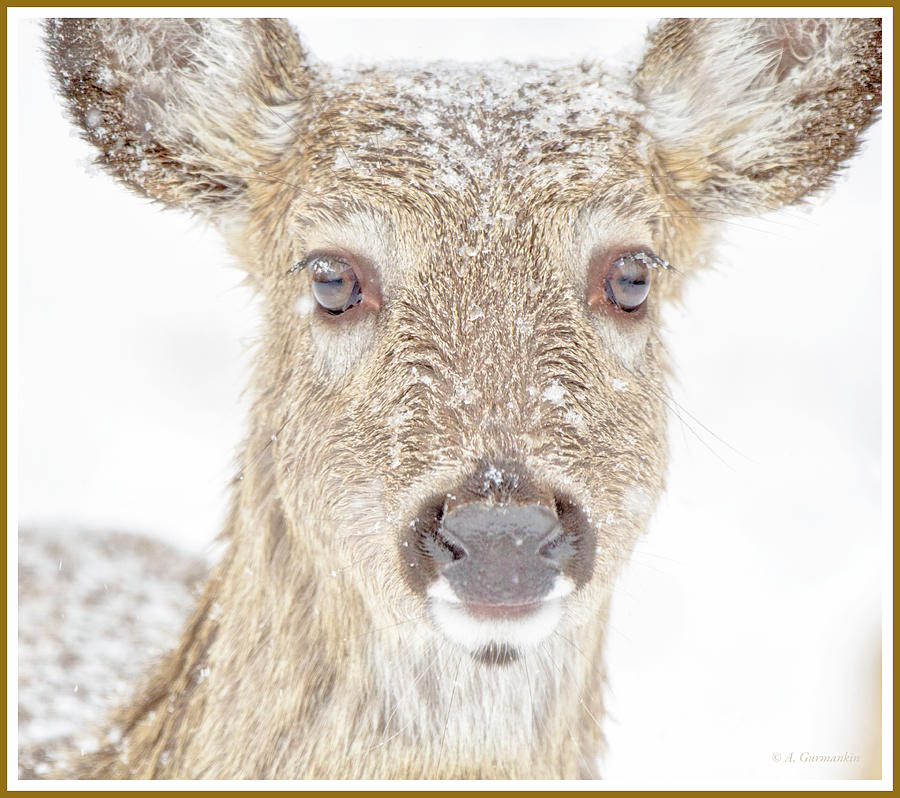 White-tailed Deer Doe in Falling Snow #2 Photograph by A Macarthur Gurmankin