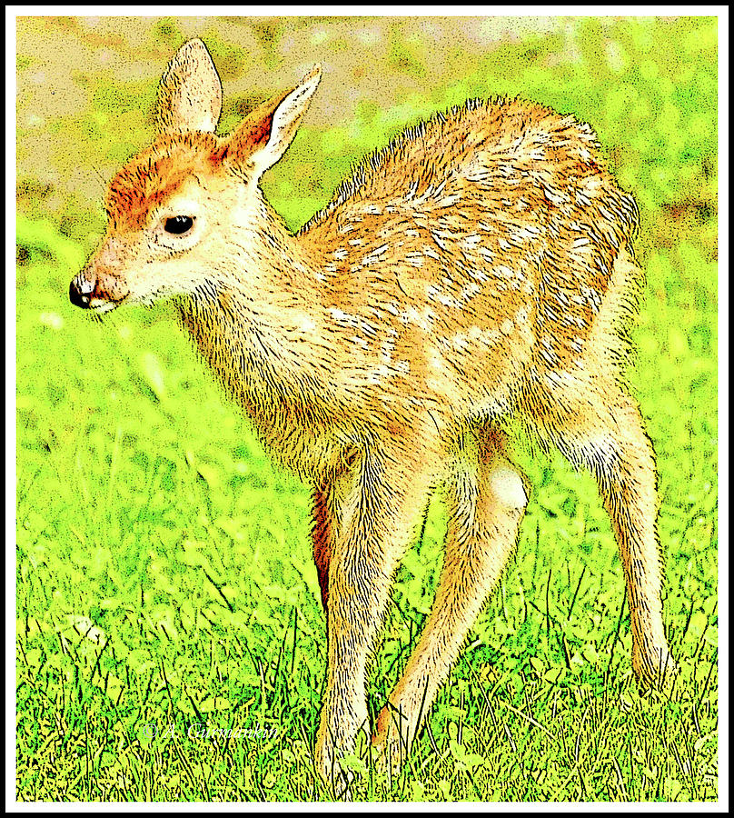 White-tailed Deer Fawn  #2 Digital Art by A Macarthur Gurmankin
