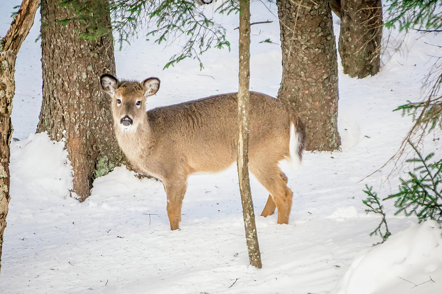 White Tailed Deer Seeking Food In Snow #2 Photograph by Alex Grichenko