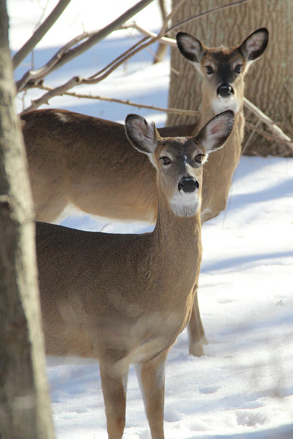 White Tailed Deer Smithtown New York #2 Photograph by Bob Savage