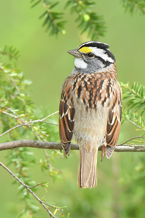 White-throated Sparrow #2 Photograph by Alan Lenk