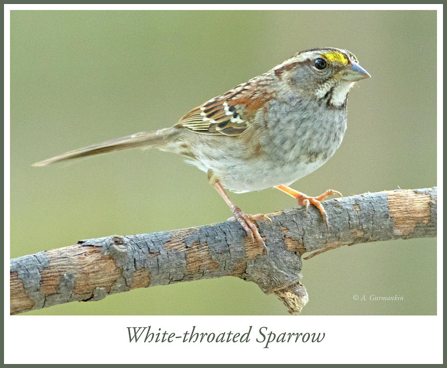 White-throated Sparrow, Animal Portrait #2 Photograph by A Macarthur Gurmankin