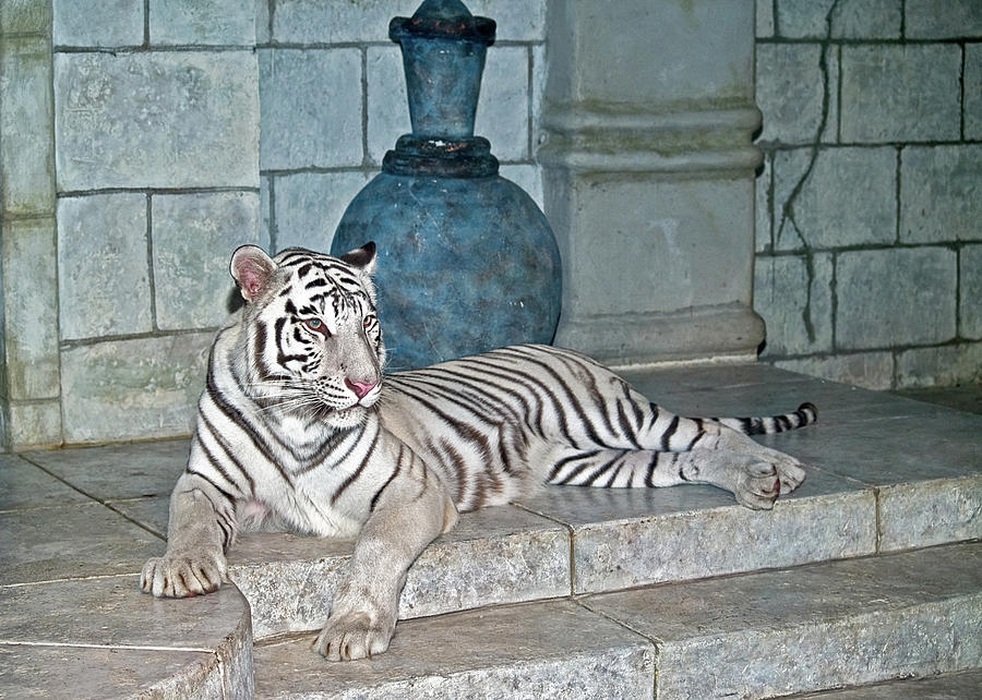 White Tiger #2 Photograph by Jim DeLillo