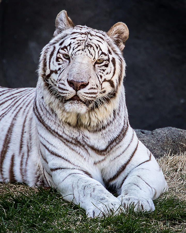 Cat Photograph - White Tiger #1 by Ron Pate