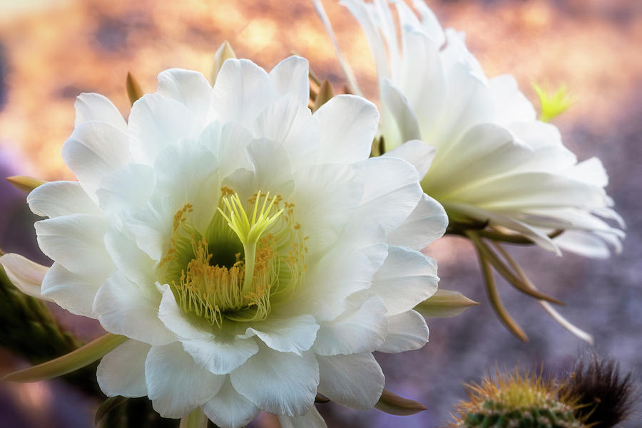 White Torch Cactus  #1 Photograph by Saija Lehtonen