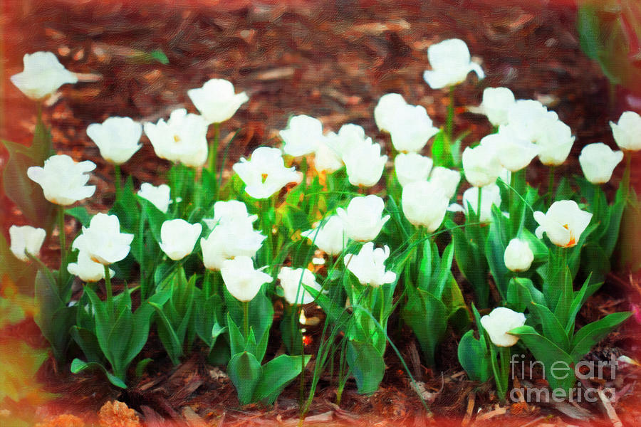 White Tulips #3 Digital Art by Donna L Munro