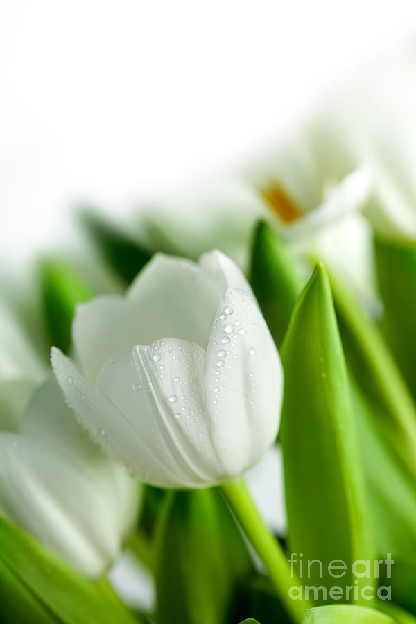Easter Photograph - White Tulips #2 by Nailia Schwarz
