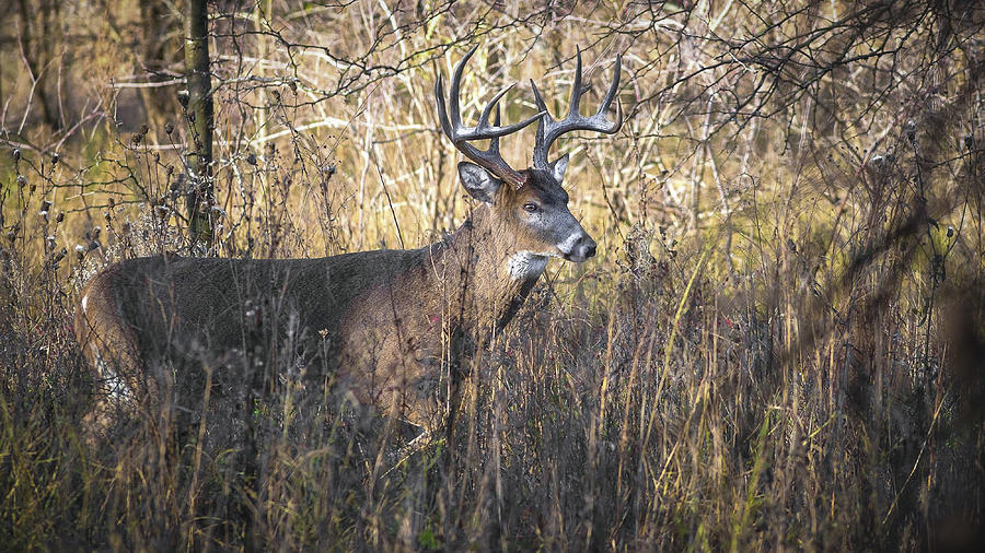 Whitetail Deer Photograph by Garett Gabriel - Fine Art America