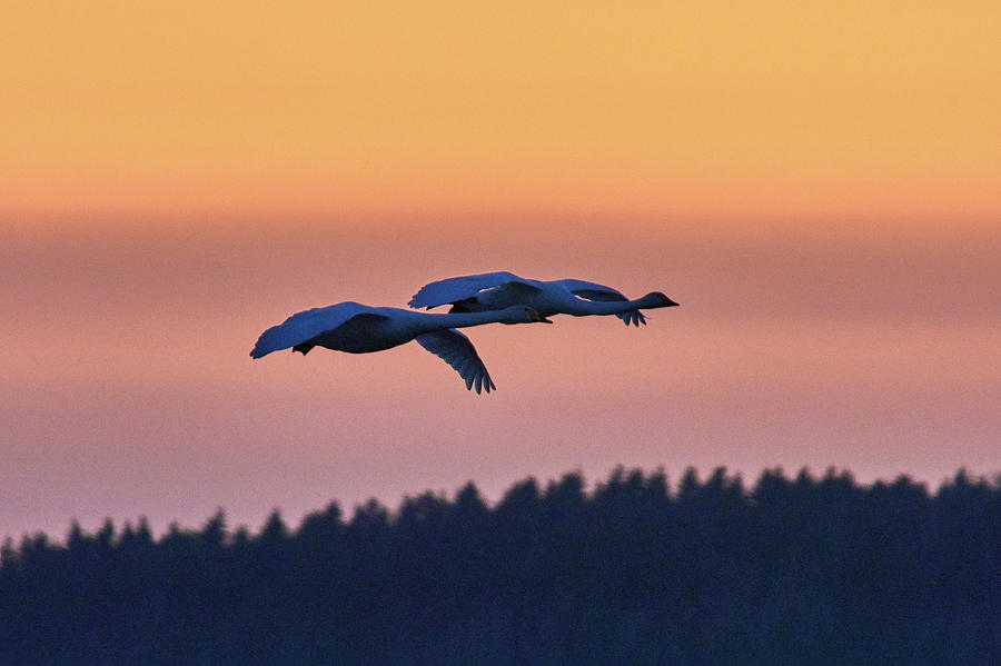 Whooper Swan sunset #2 Photograph by Jouko Lehto