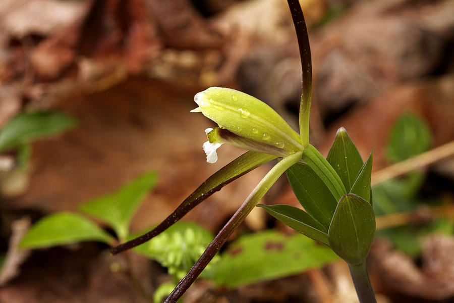 Whorled Pogonia #2 Photograph by Jack R Perry