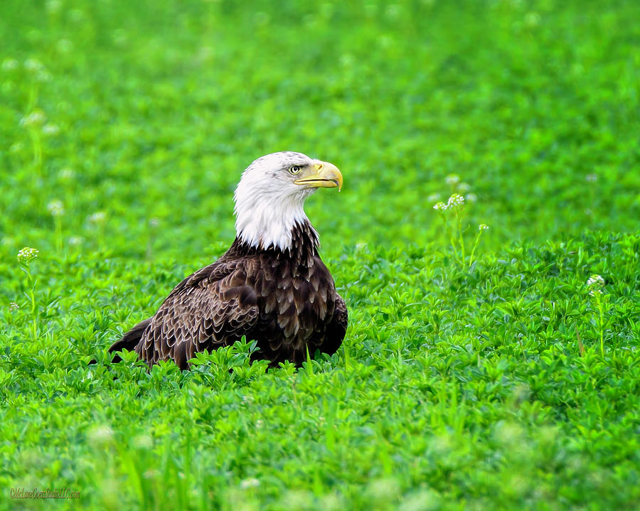 Wild American Bald Eagle #2 Photograph by LeeAnn McLaneGoetz McLaneGoetzStudioLLCcom