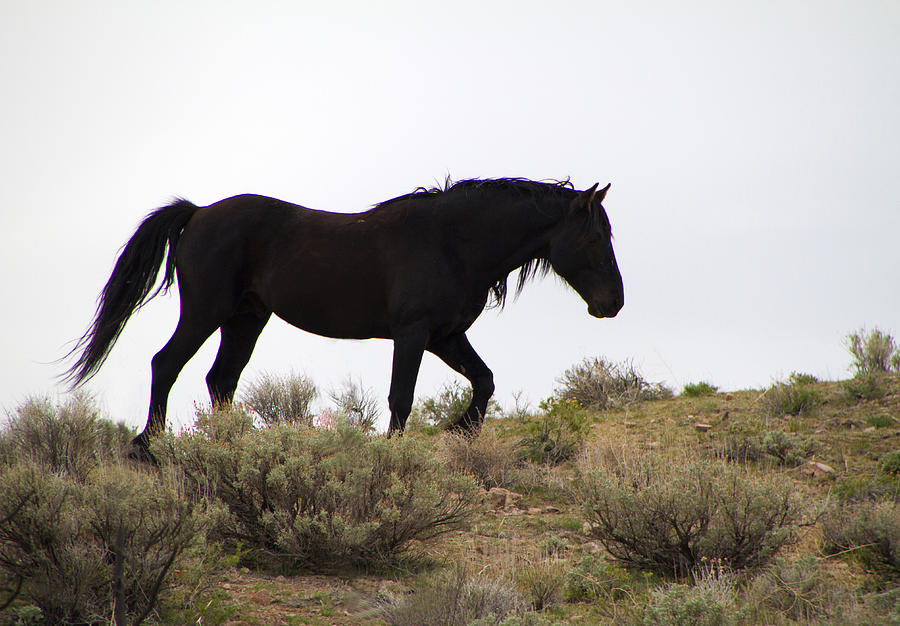 Wild Black Mustang Stallion #1 Photograph by Waterdancer