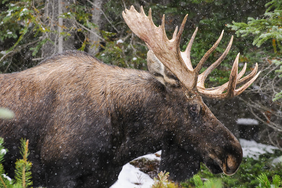 Alberta Photograph - Wild Canadian Moose by Brandon Smith Alberta Photograph - Wild Canadian Moose by Brandon Smith