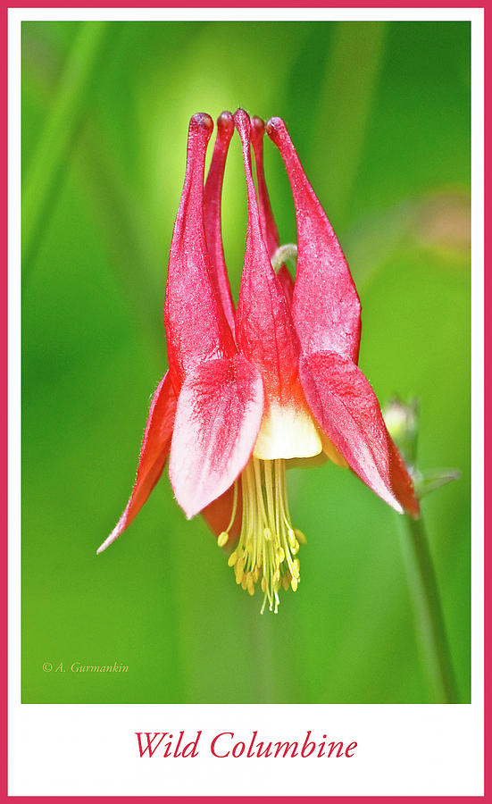 Wild Columbine Flower #2 Photograph by A Macarthur Gurmankin