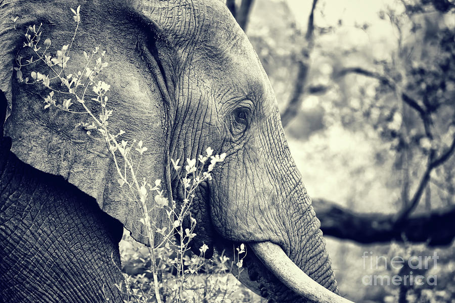 Wild elephant portrait #2 Photograph by Anna Om
