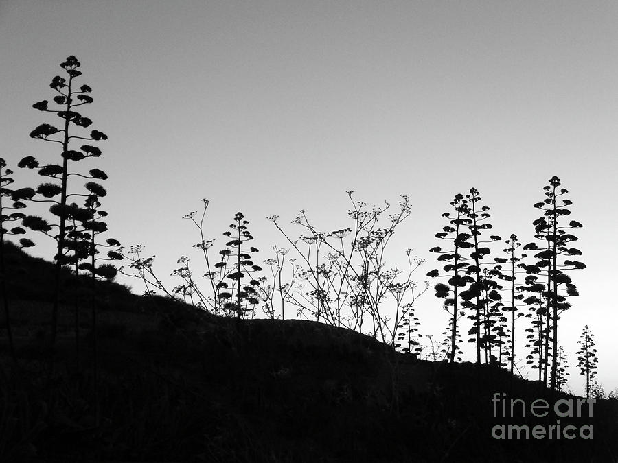 Wild Flora in silhouette by Mary Attard Wild Flora in silhouette by Mary Attard