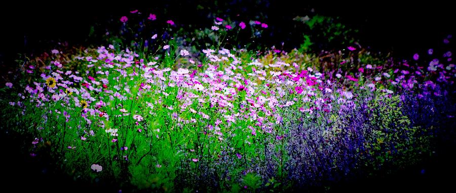 Wild Flowers #2 Photograph by Fred Boehm