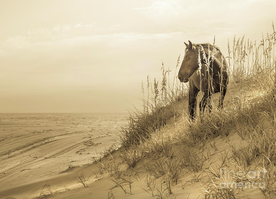 Wild Horse on the beach #3 Photograph by Diane Diederich