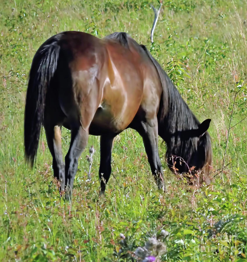 Wild Horse On The Prairie  #2 Photograph by D Hackett