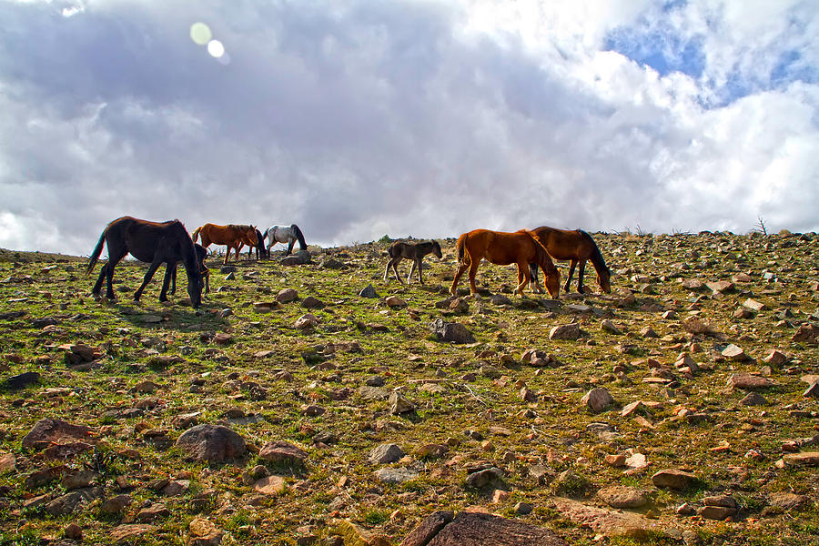 Wild Mustang Herd Photograph by Waterdancer