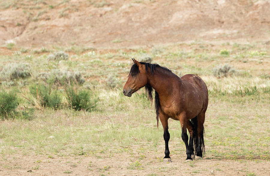 Wild Mustang Photograph by Ronnie And Frances Howard