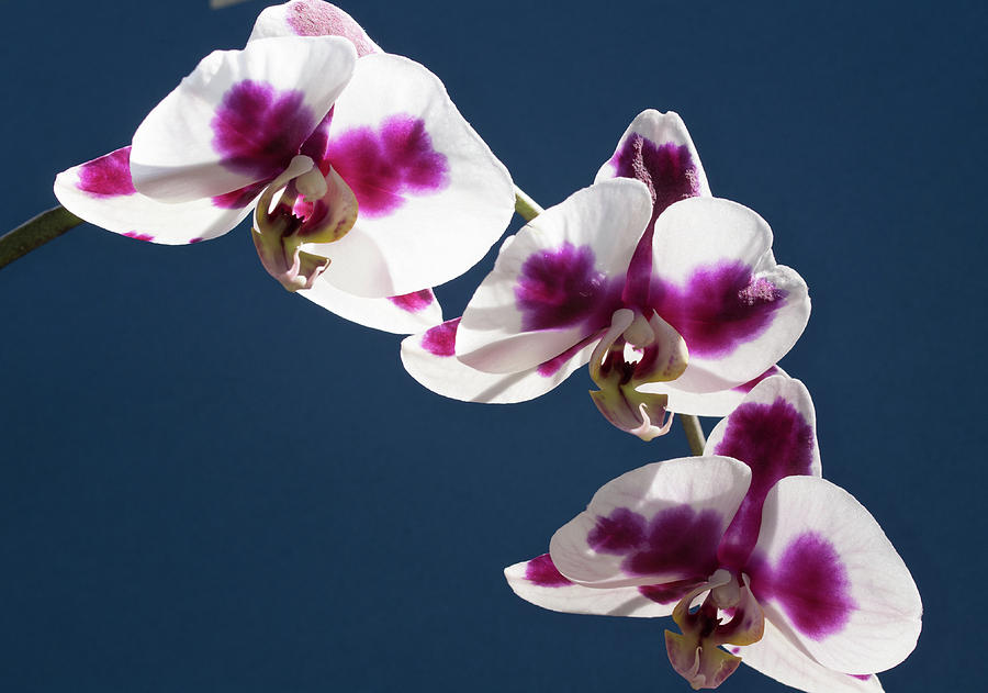 Wild Orchid Flower Photograph