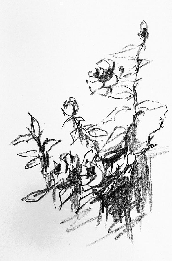 Wild roses #2 Drawing by Hae Kim