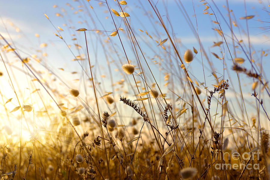 Cereal Photograph - Wild Spikes #2 by Carlos Caetano