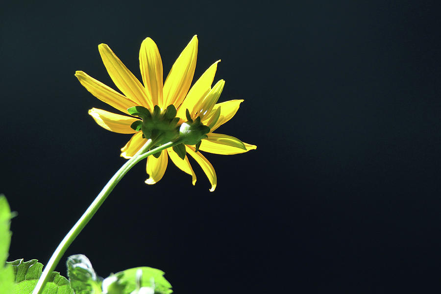 Wild Sunflower Stony Brook New York  #2 Photograph by Bob Savage