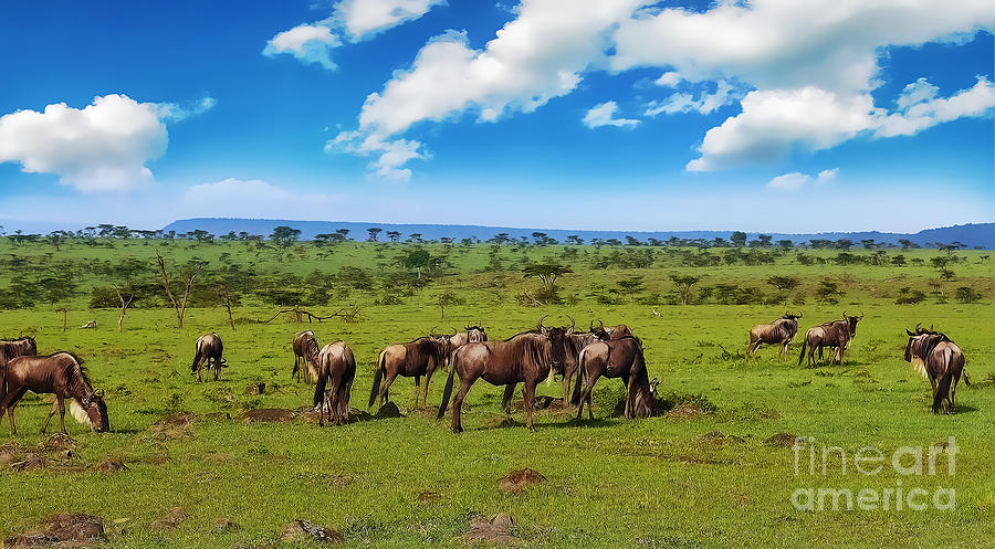 Landscape Photograph - Wildebeest #2 by Charuhas Images