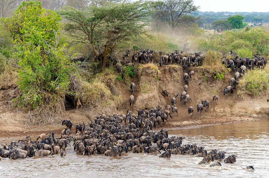 Wildebeests Crossing Mara River Photograph by Panoramic Images - Fine ...